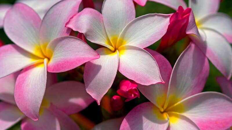 Pink and white frangipani flowers