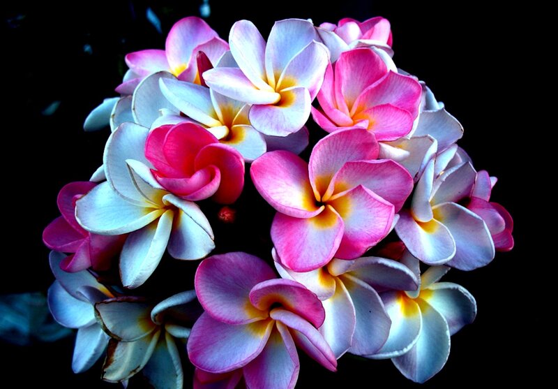 Pink and White Frangipani Flowers — Dramatic