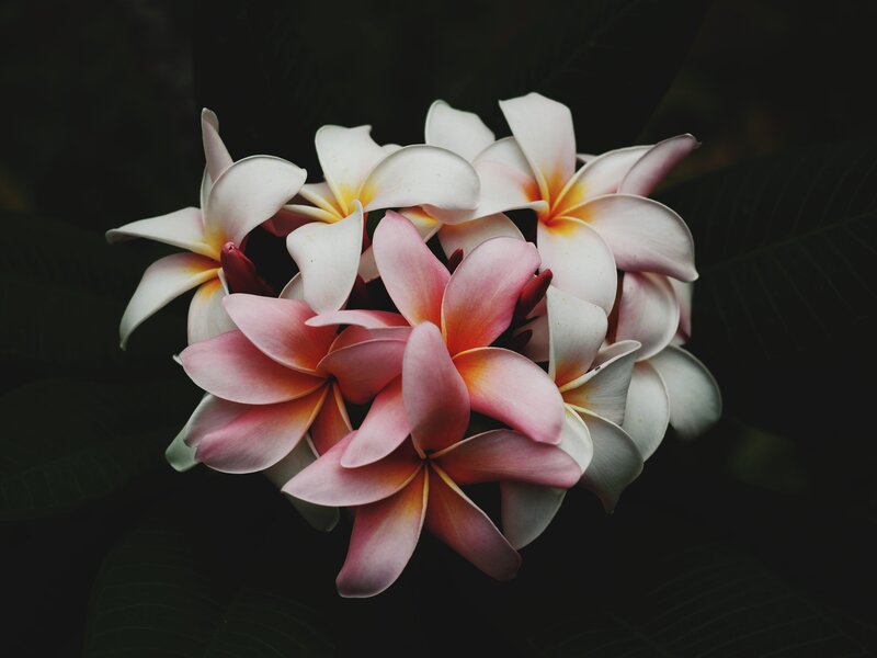 Pink and White Frangipani Flowers — Serene, Photograph