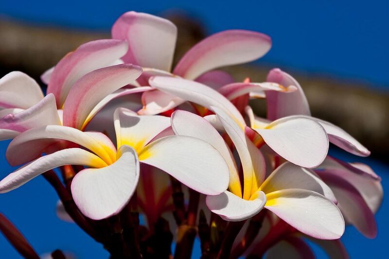 Pink and White Frangipani Flowers — Serene