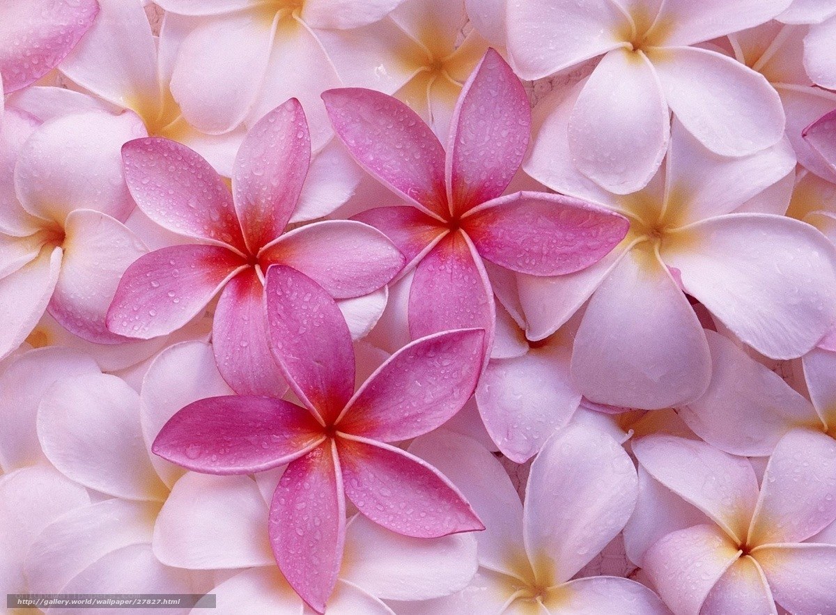 Pink and white frangipani flowers