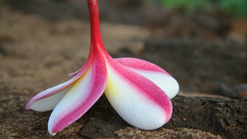 Pink and White Frangipani