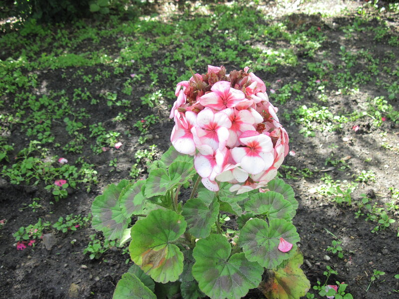 Pink and White Geranium — Calm, Afternoon