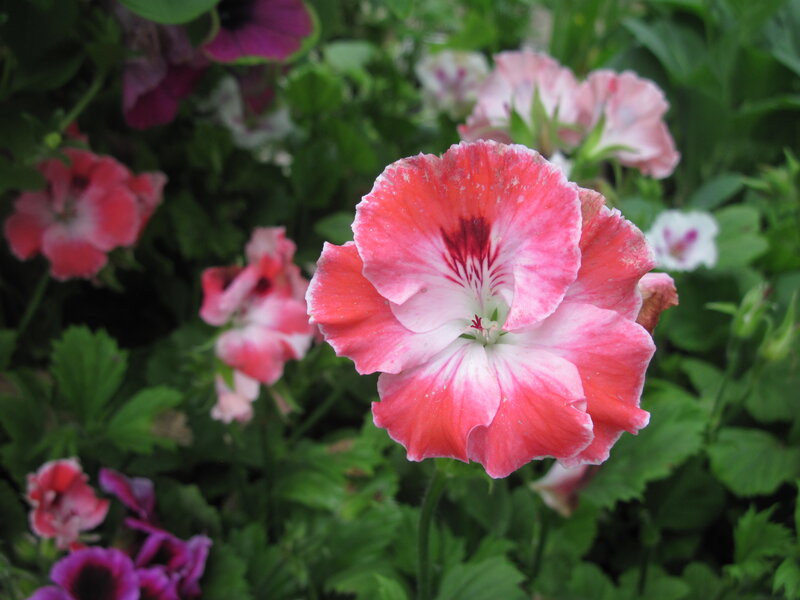 Pink and White Geranium — Calm, Summer