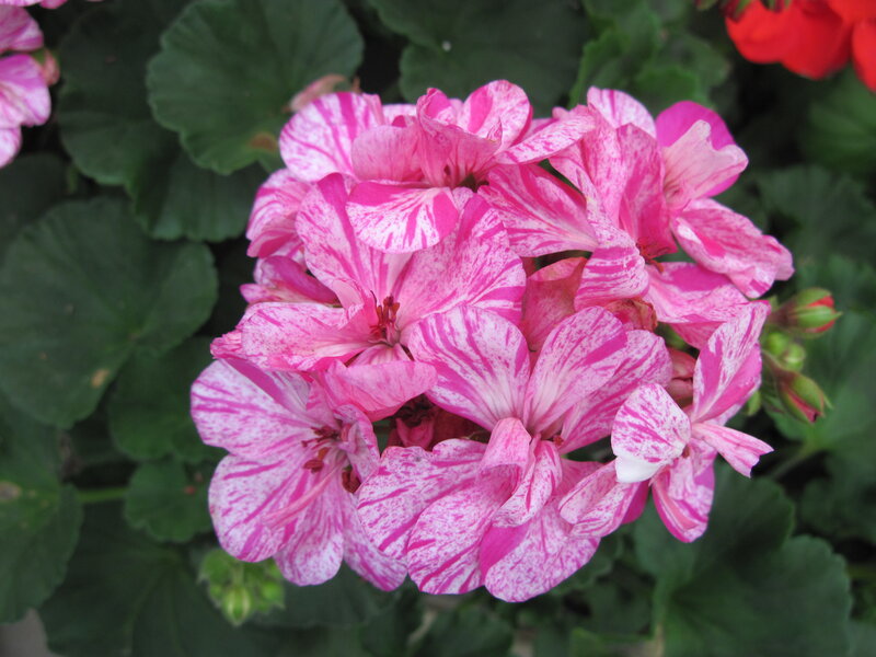 Pink and White Geranium — Calm
