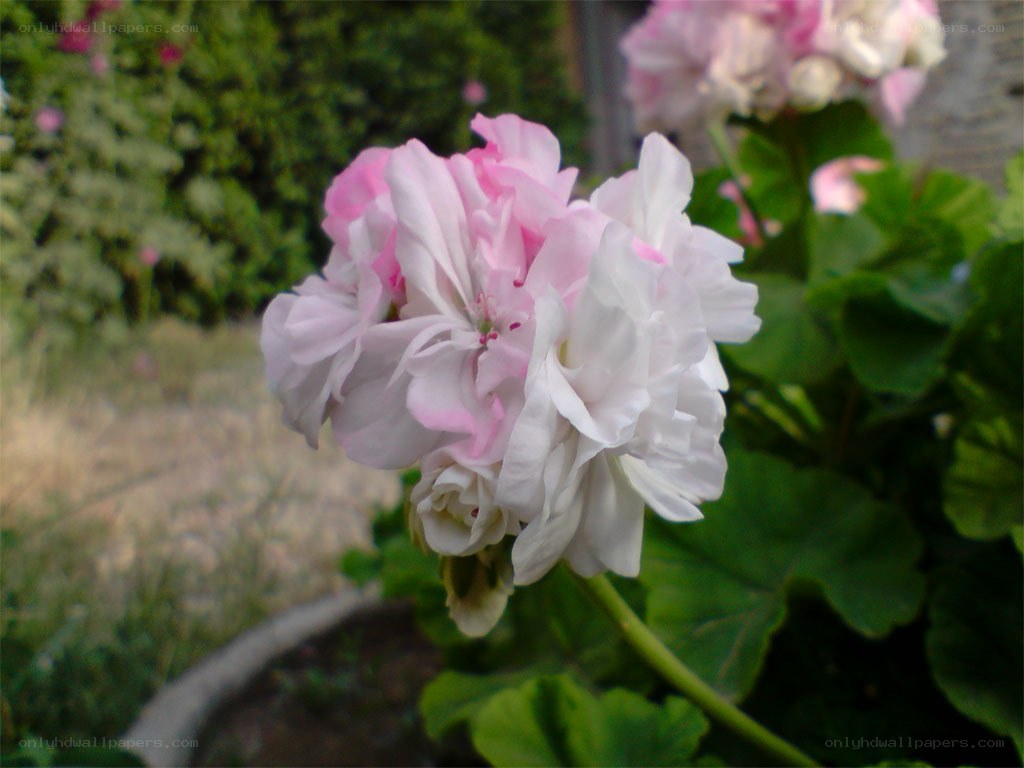 Pink and white geranium flower