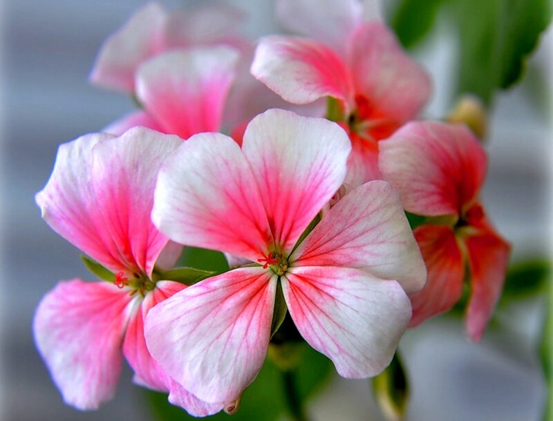 Pink and White Geranium Flowers — Calm