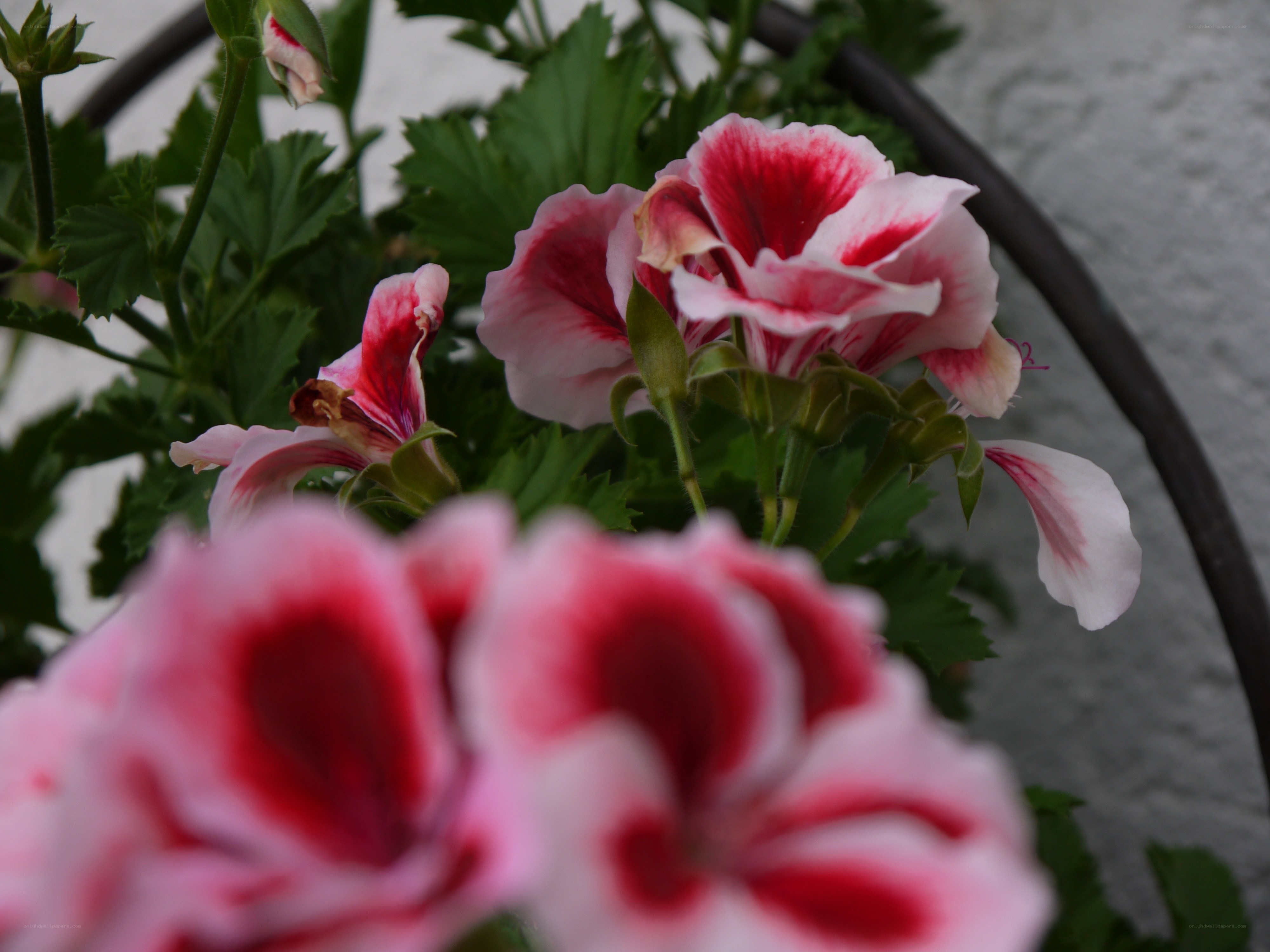 Pink and white geranium flowers