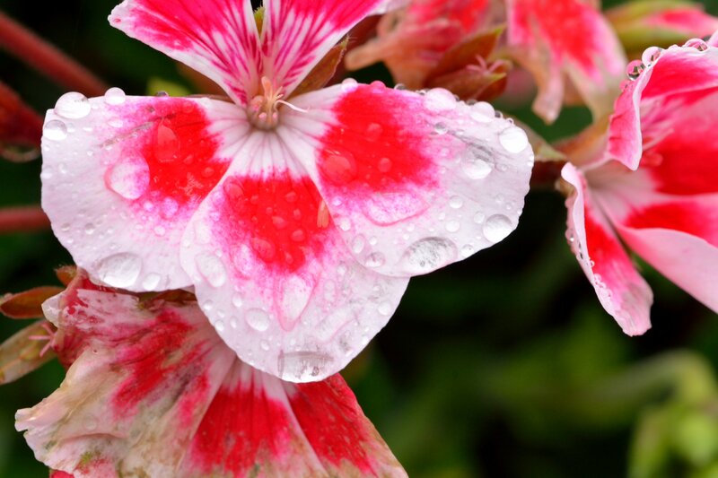 Pink and White Geranium — Red