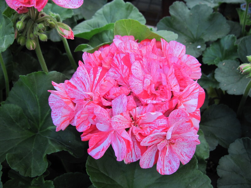 Pink and White Geranium