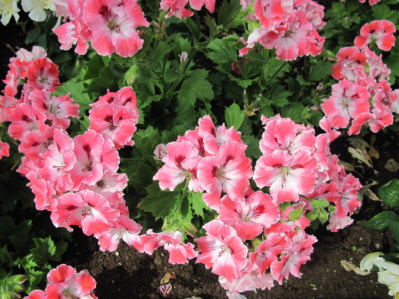 Pink and White Geraniums — Calm, Afternoon, Photograph, Green Leaves