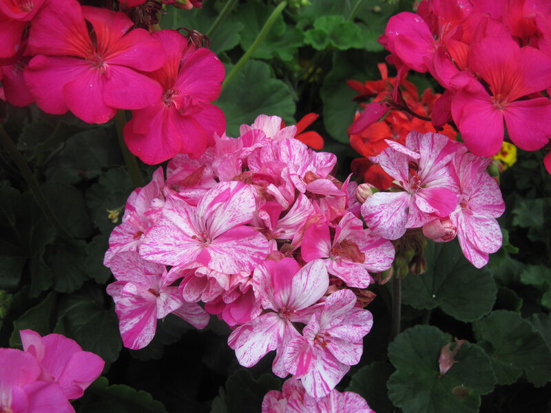 Pink and White Geraniums — Calm, Afternoon, Photograph