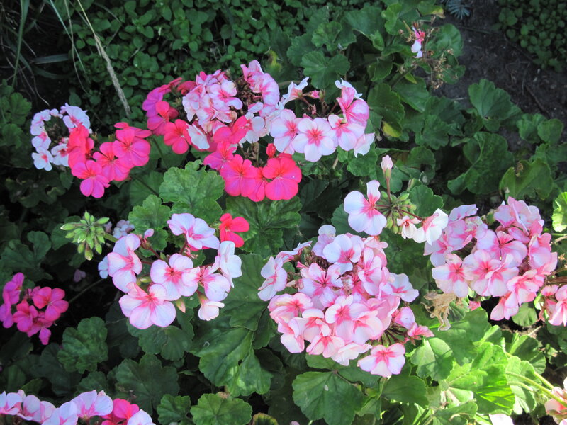 Pink and White Geraniums — Calm, Afternoon