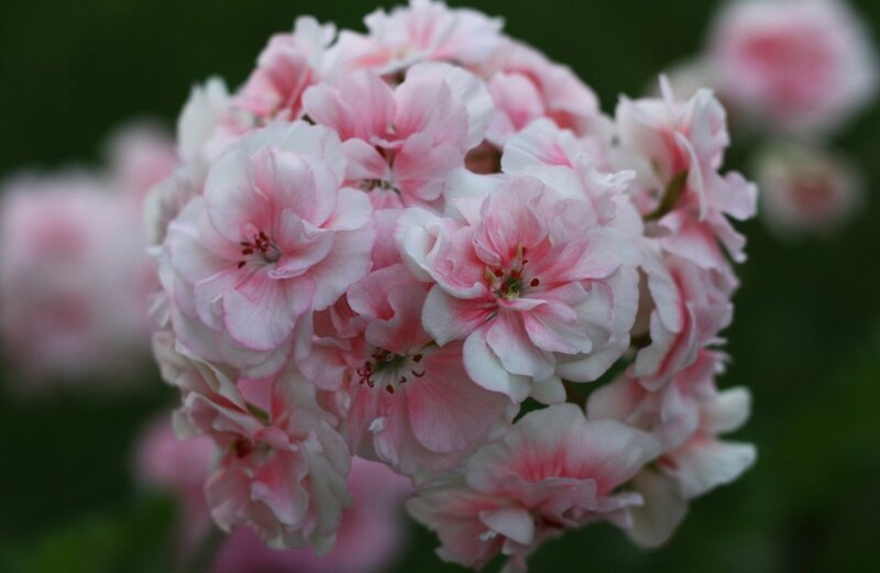 Pink and White Geraniums — Calm, Photograph, Flowers, Bloom