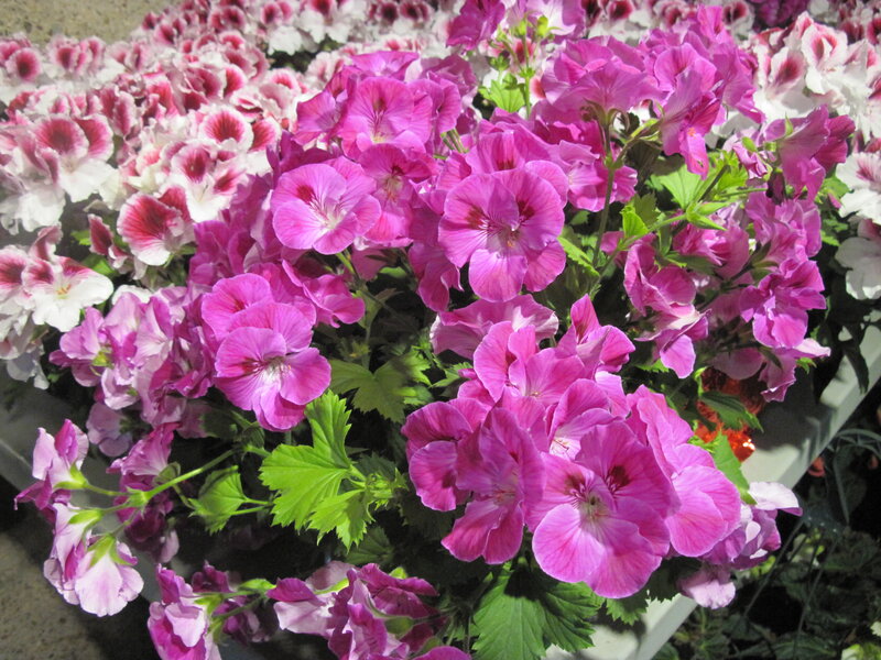 Pink and White Geraniums — Calm, Photograph, Flowers