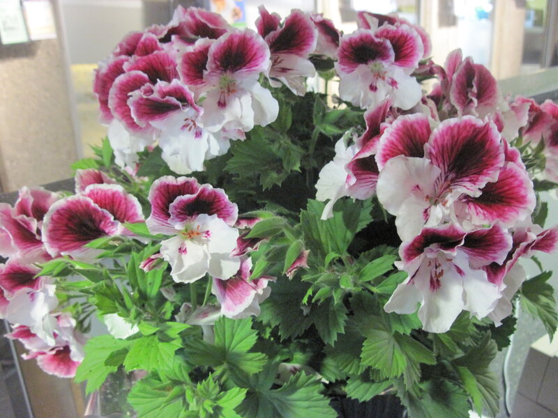Pink and White Geraniums — Calm, Photograph