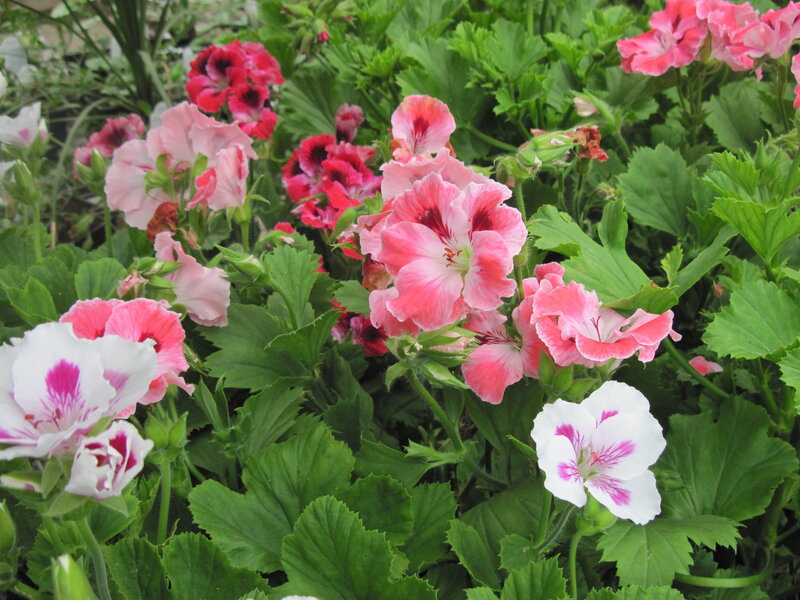 Pink and White Geraniums — Calm, Spring