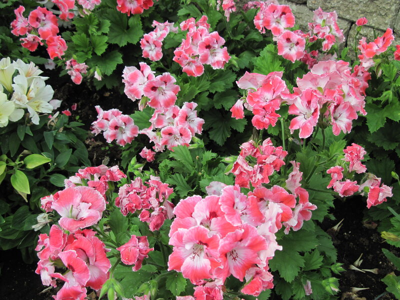 Pink and White Geraniums — Calm, Summer, Photograph