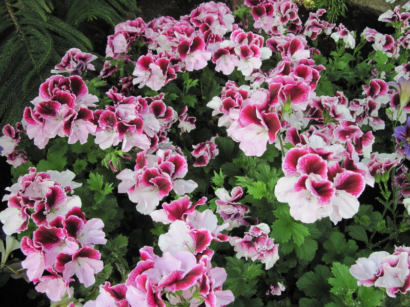Pink and White Geraniums — Calm, Summer