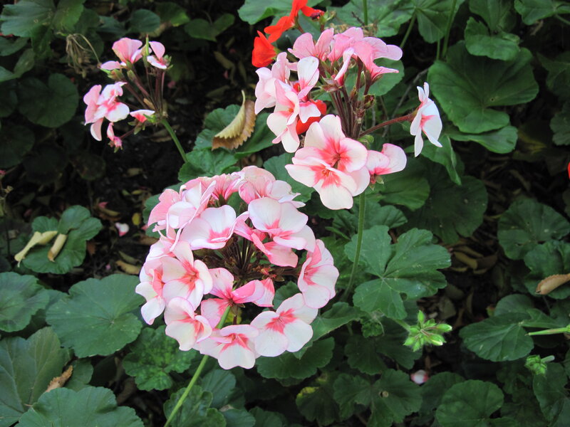 Pink and White Geraniums — Calm
