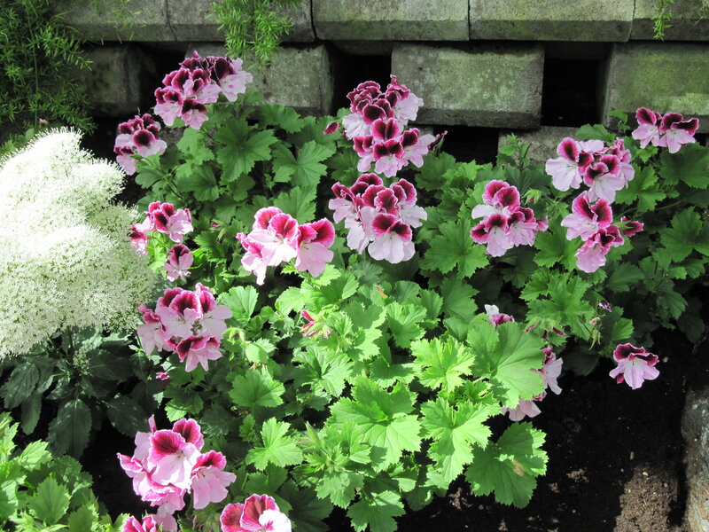 Pink and White Geraniums — Green