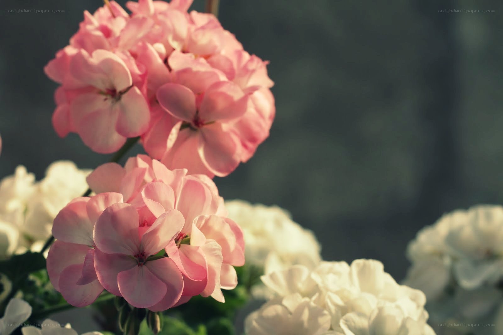 Pink and white geraniums in bloom