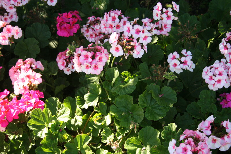 Pink and White Geraniums — Serene