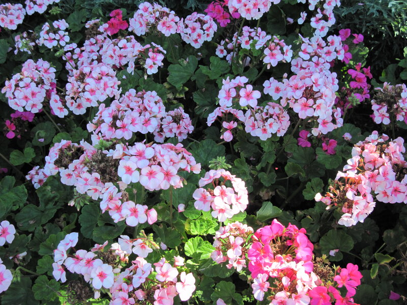 Pink and White Geraniums