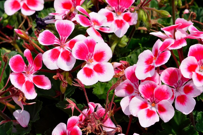 Pink and White Geraniums — Vibrant, Afternoon