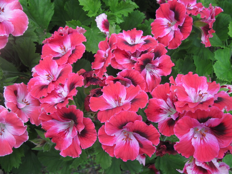 Pink and White Geraniums — Vibrant