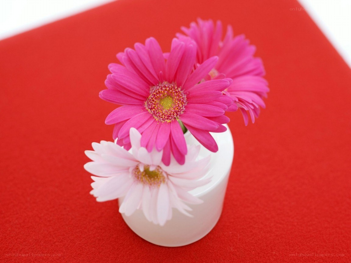 Pink and white gerbera daisies