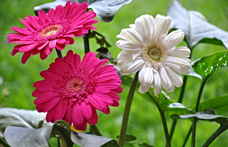 Pink and White Gerbera Daisies — Calm, Afternoon