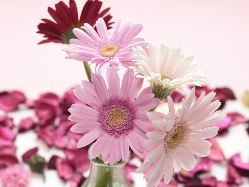 Pink and White Gerbera Daisies — Calm