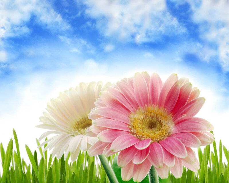 Pink and White Gerbera Daisies — Green, Serene