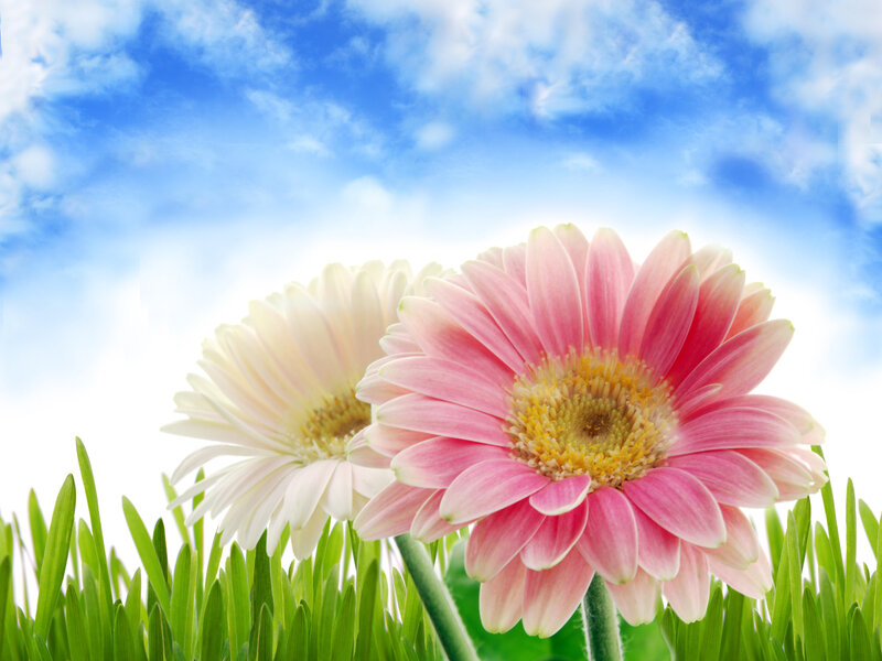 Pink and White Gerbera Daisies — Green