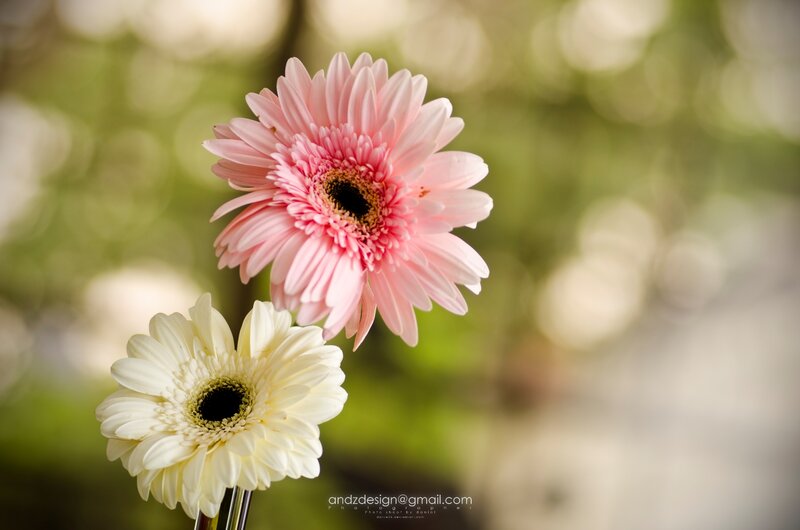 Pink and White Gerbera Daisies — Serene
