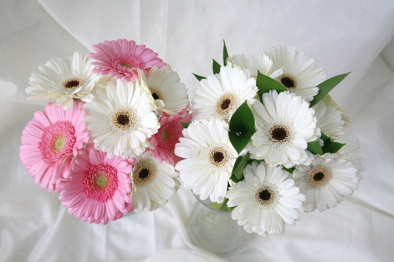 Pink and white gerbera daisies
