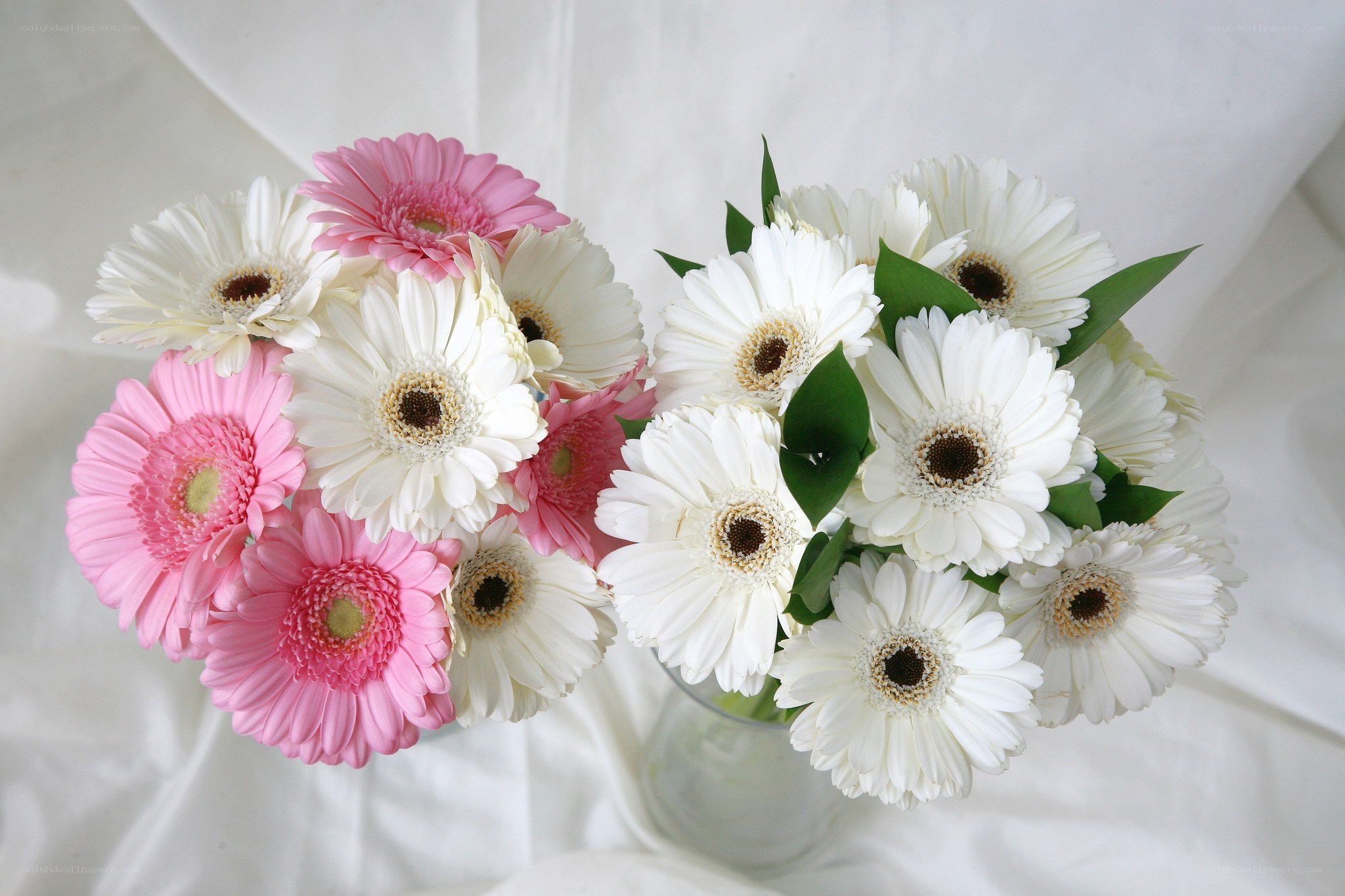 Pink and white gerbera daisies