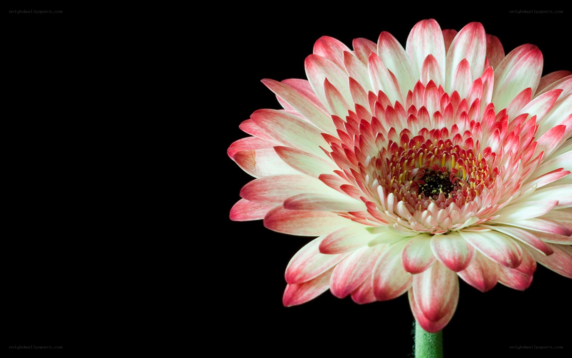 Pink and white gerbera daisy