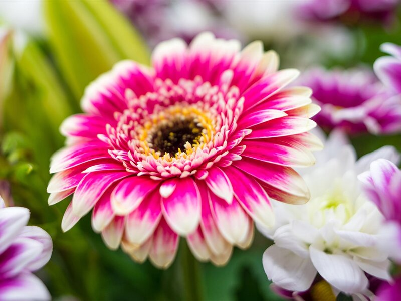 Pink and White Gerbera Daisy — Calm, Photograph