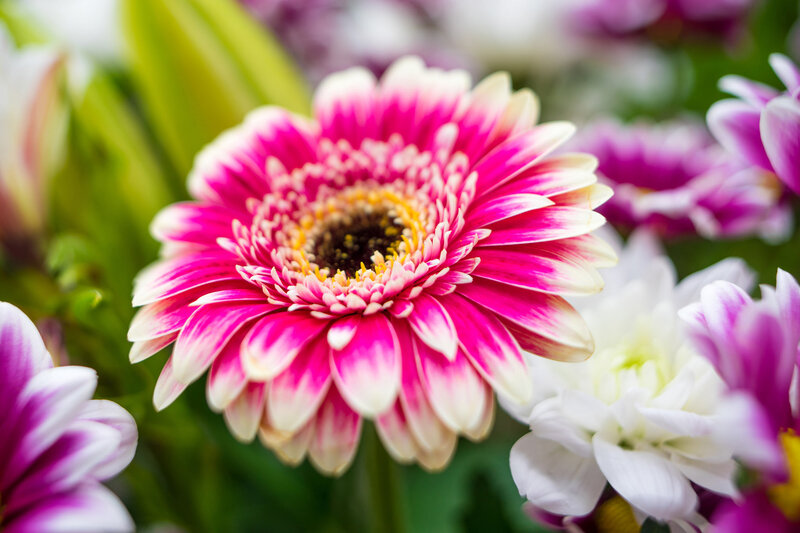 Pink and White Gerbera Daisy — Calm