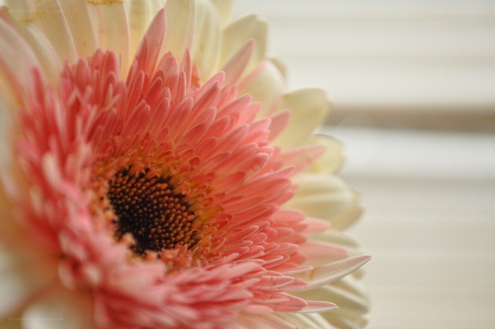 Pink and white gerbera daisy