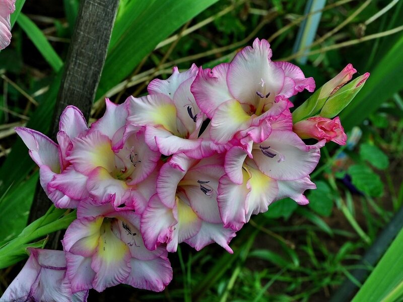 Pink and White Gladiolus Flowers — Calm, Afternoon