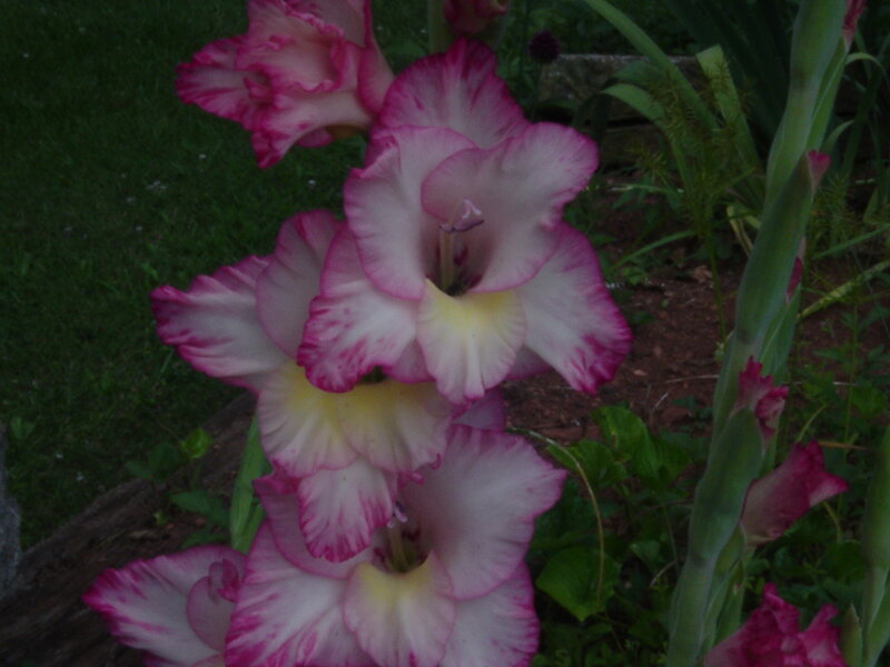 Pink and White Gladiolus Flowers — Calm, Night