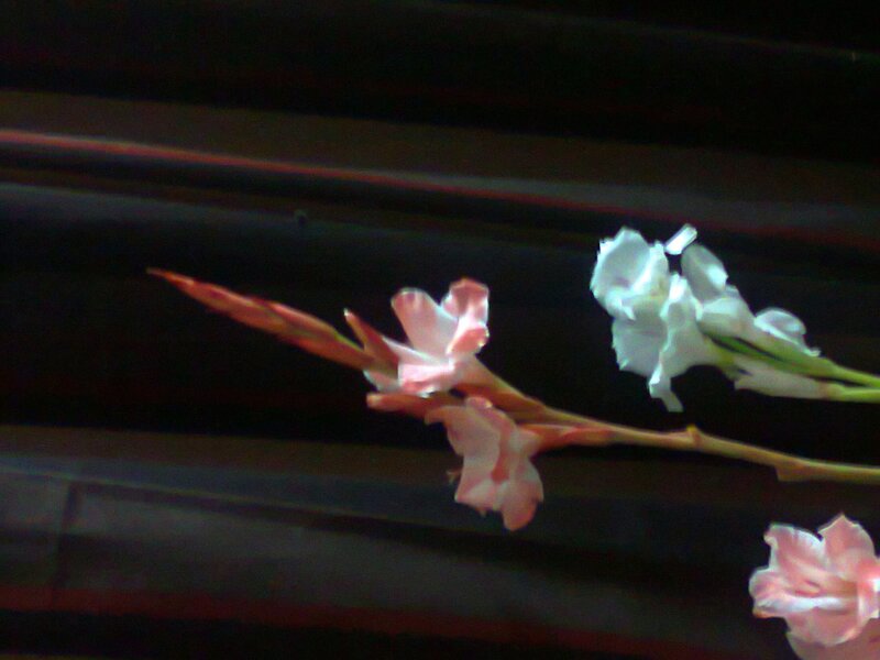 Pink and White Gladiolus Flowers — Calm