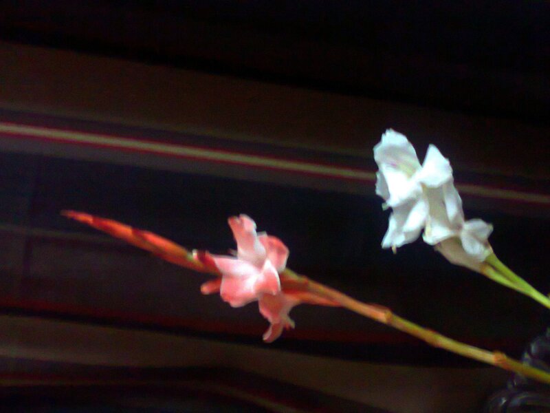 Pink and White Gladiolus Flowers — Dramatic