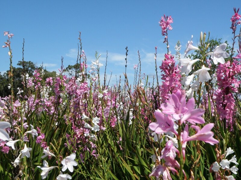 Pink and White Gladiolus Flowers — Serene