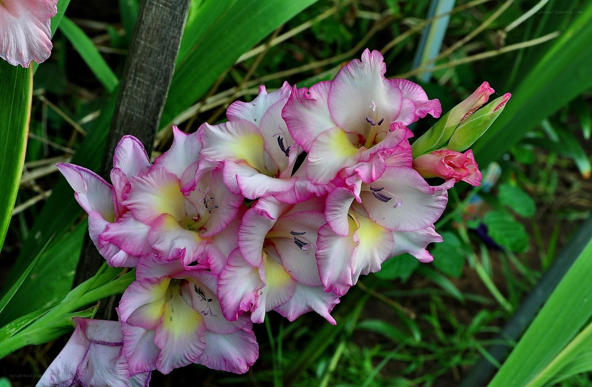 Pink and white gladiolus flowers