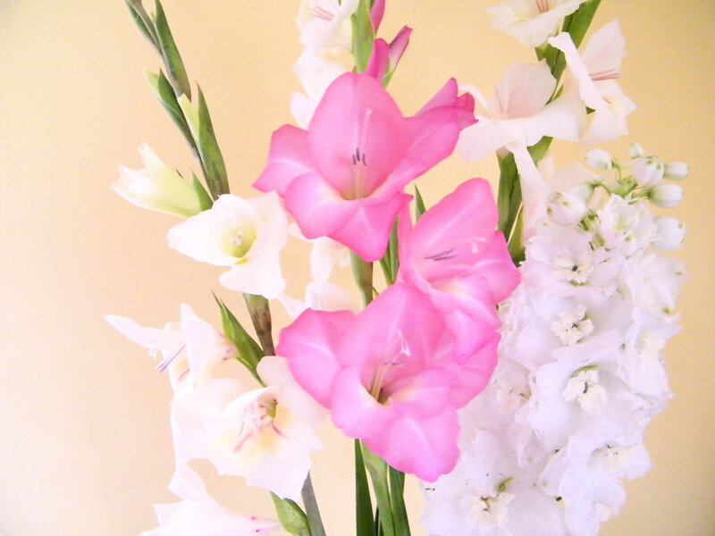 Pink and White Gladiolus