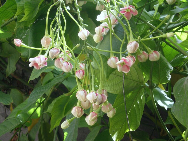 Pink and white hanging flowers